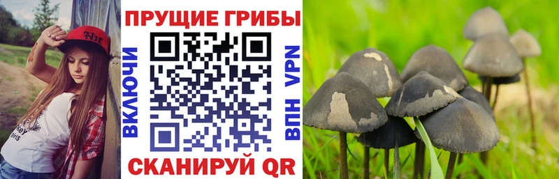 Галлюциногенные грибы мухоморы  закладка  mega вход  Новотроицк 